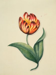 Tulppaani, kirjasta "Flowers", englanninkielinen kasvitieteellinen käsikirjoitus, n. 1840 (wc)